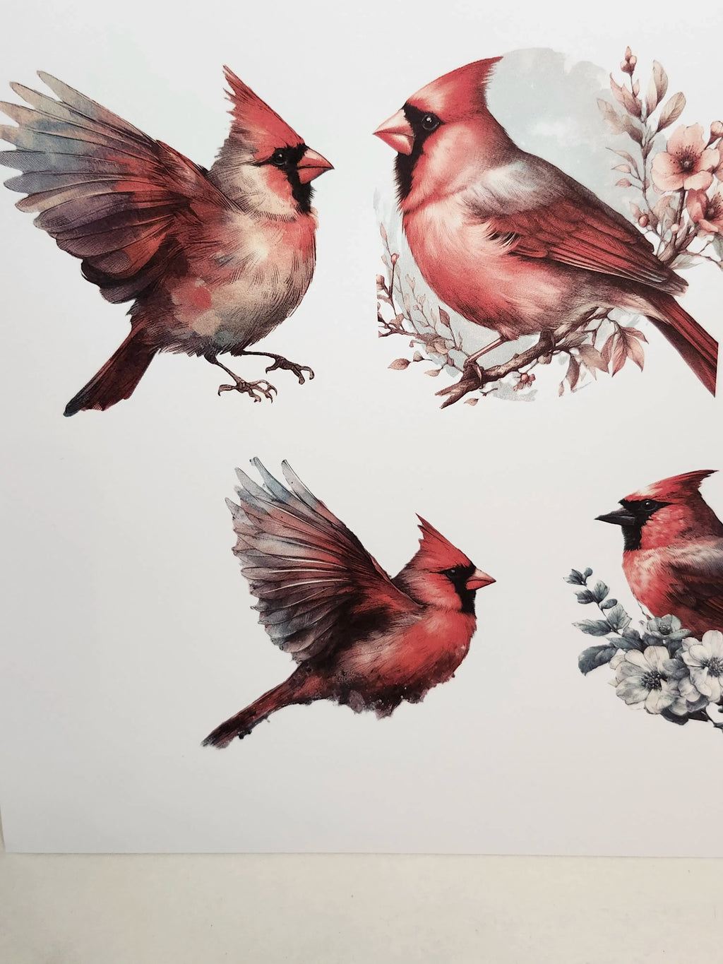 Illustrations of cardinals on a white background